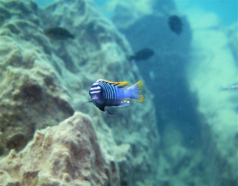 Cynotilapia zebroides 'Mbenji Island'